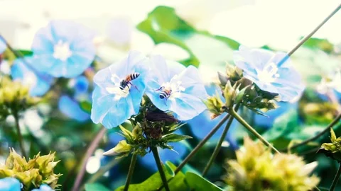 Honeybee on blue flower Video stock 121829403