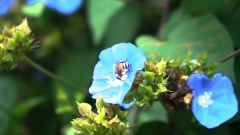 Honeybee on blue flower Stock Footage 121830232