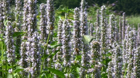 Honeybee bumblebee beetles Stock Footage 97775