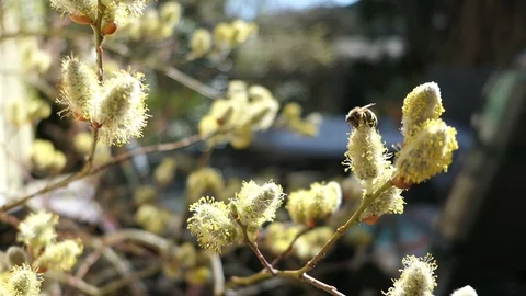 Honeybee on catkin at willow tree in springtime. Vídeo Stock 88478077