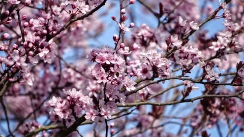 Honeybee on Cherry Blossoms – Gentle Spring Light 4K Cinematic Macro 스톡 동영상 320189656