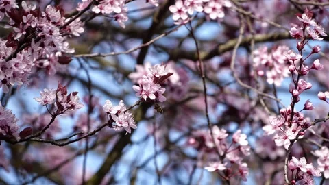 Honeybee on Cherry Tree – Spring Blossoms 4K Cinematic Nature Stock-Footage 320189648