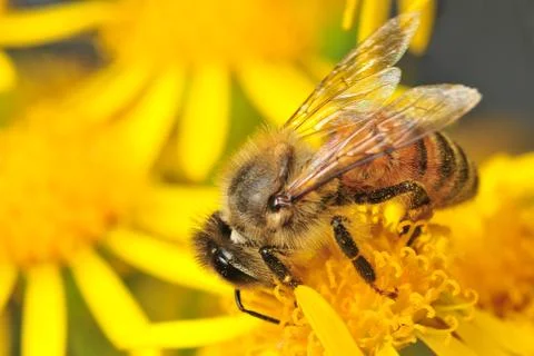 Honeybee Close up Stock Photos
