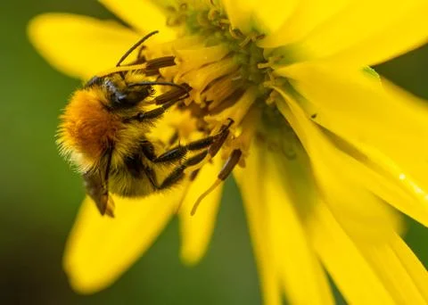 Honeybee close-up Stock Photos