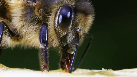 Honeybee Closeup Feeding Nectar. Stock Footage 307264211