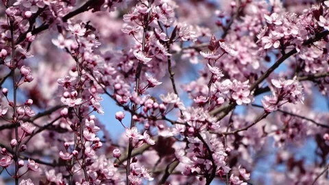 Honeybee Collecting Nectar on Cherry Blossoms – 4K Cinematic Macro Nature Stock-Footage 320189652