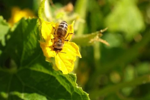 Honeybee collecting nectar from yellow flower outdoors, closeup. Space for te Stock Photos