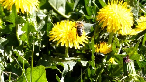 Honeybee collecting the pollen Stock Footage 88774024