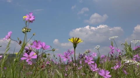 Honeybee collecting pollen 動画素材 239191897