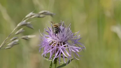 Honeybee collects nectar Stock Footage 168735196