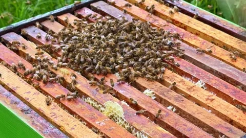 Honeybee colony on hive frames with sugar spray calming during beekeeping Stock Footage 335190468