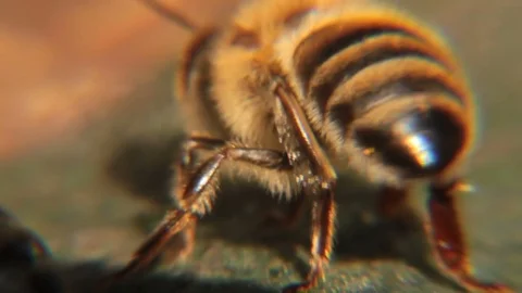 Honeybee cooler Stock Footage 84723914
