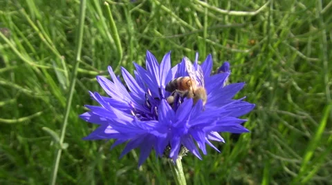 Honeybee on cornflower Stock Footage 61211407