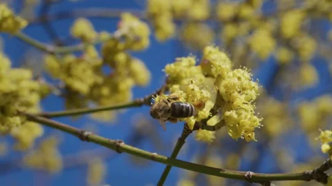Honeybee on Cornus mas Blue Sky Spring Slow Motion Stock Footage 334990300