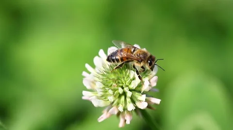 Honeybee crawling on a flower 스톡 동영상 68265553
