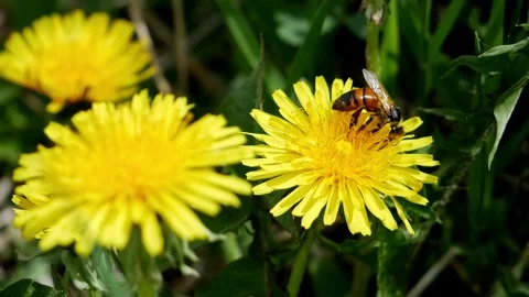 Honeybee on Dandelion Stock Footage 240645616