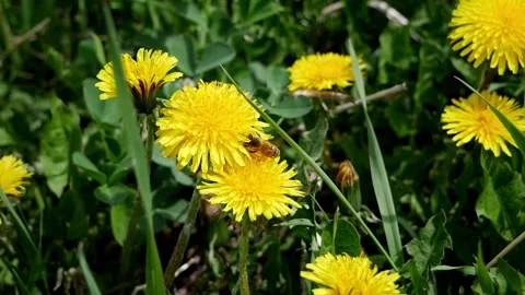 Honeybee on Dandelions Stock Footage 240645610