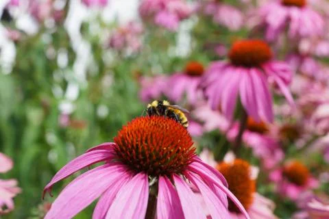 Honeybee on echinacea Stock Photos