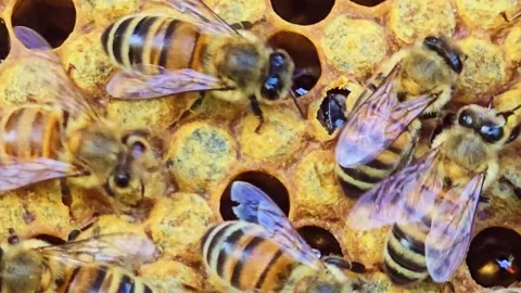 Honeybee Emerging from Honeycomb Cell Macro Close Up Stock Footage 333916685