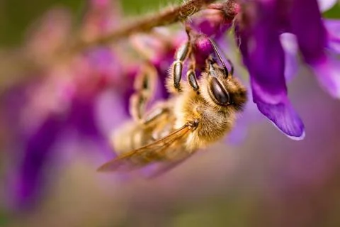 Honeybee, european western honey bee sitting on common vetch or tares flo... Stock Photos