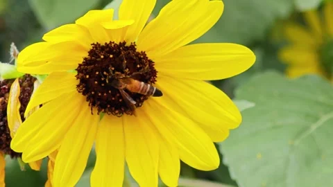 Honeybee Extracting Nectar from Beautiful Yellow Sunflower. Stock Footage 340048039