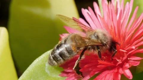 Honeybee extracting nectar from a flower Stock-Footage 161585340