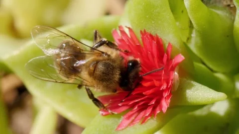 Honeybee extracting nectar from a Red Ice Plant 動画素材 161585346