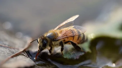 Honeybee Extreme Close Up Stock Footage 76330611