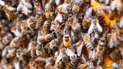 Honeybee Extreme Macro – 4K Close-Up Stock-Footage 320163085