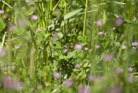 Honeybee in Flight Stock Photos