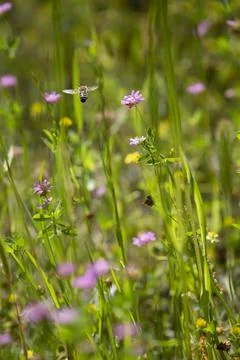 Honeybee in Flight Stock Photos