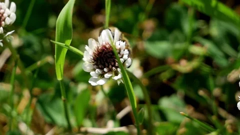 Honeybee Flitting Between Clovers Stock-Footage 240645603