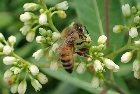 Honeybee-on-flower-cluster Stock Photos