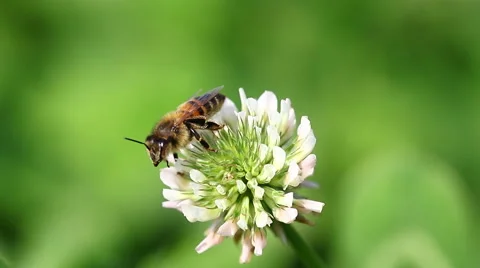 Honeybee on flower Video stock 68265910