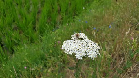 Honeybee on flowers Stock Photos