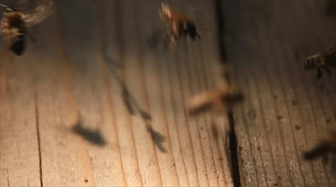 Honeybee fly in sunlight Stock Footage 49656647