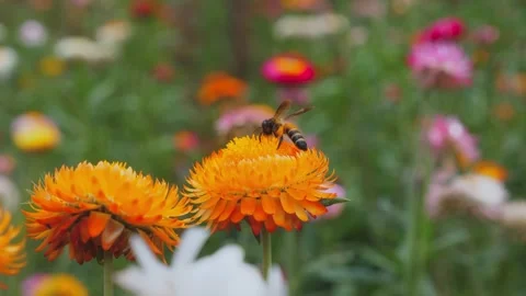 Honeybee Flying and Pollinating Orange Strawflower Close-Up Stock Footage 337806593