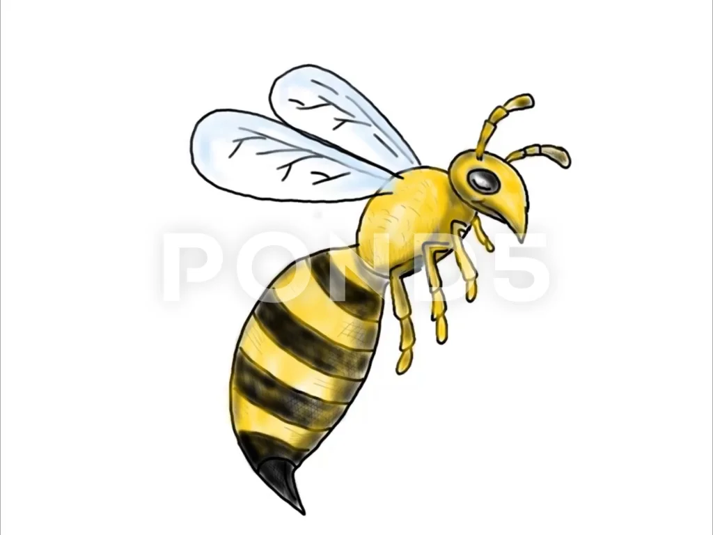 Honey Bee Sketch Photos and Images | Shutterstock-saigonsouth.com.vn