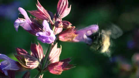 Honeybee Stock Footage 1000733
