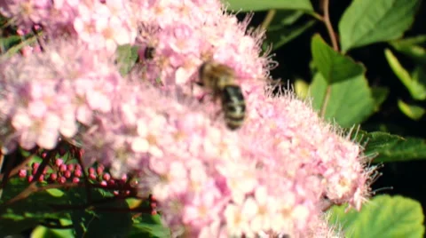 Honeybee Stock Footage 5746894