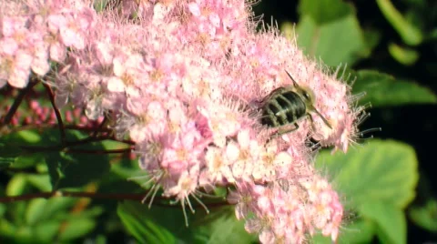 Honeybee Stock Footage 5747851