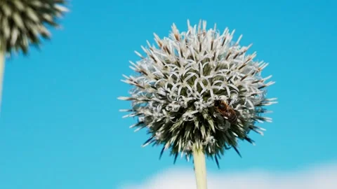 Honeybee Stock Footage 324958130