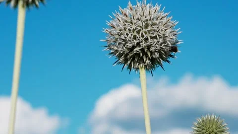 Honeybee Stock Footage 324958223