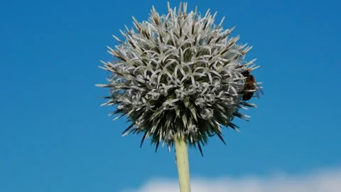 Honeybee Stock Footage 324958284