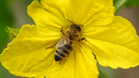 Honeybee Stock-Footage 331149273