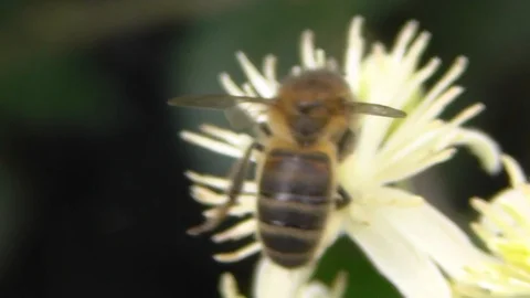 Honeybee Forage Video stock 99065135