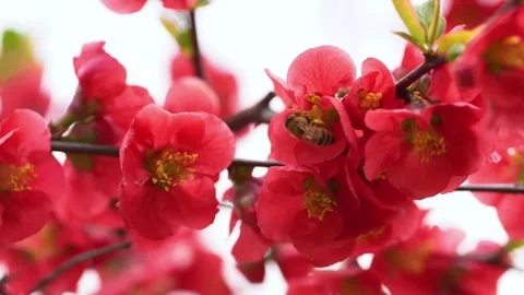 A Honeybee Foraging Among Vibrant Red Quince Blossoms Stock-Footage 301045585