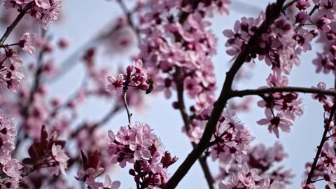 Honeybee Foraging on Cherry Blossoms – 4K Cinematic Tracking Macro Stock-Footage 320189579