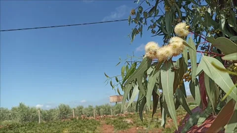 Honeybee Foraging on Eucalyptus Flowers in Springtime Stock Footage 333794971