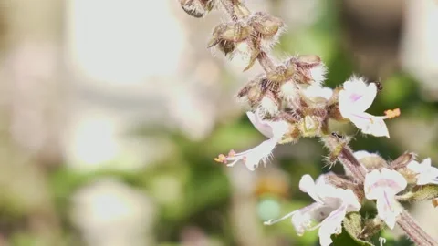 Honeybee Foraging On Holy Basil Flower With Ants. - closeup shot Stock-Footage 330976205